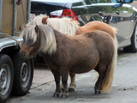 Jaarmarkt en Wijkbezoek